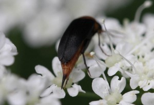 Mordellochroa abdominalis