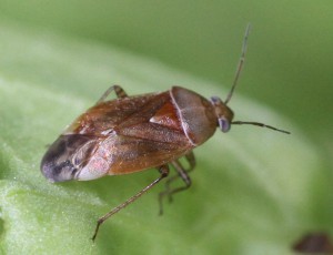 Agnocoris rubicundus