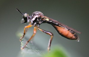 Dioctria hyalipennis       